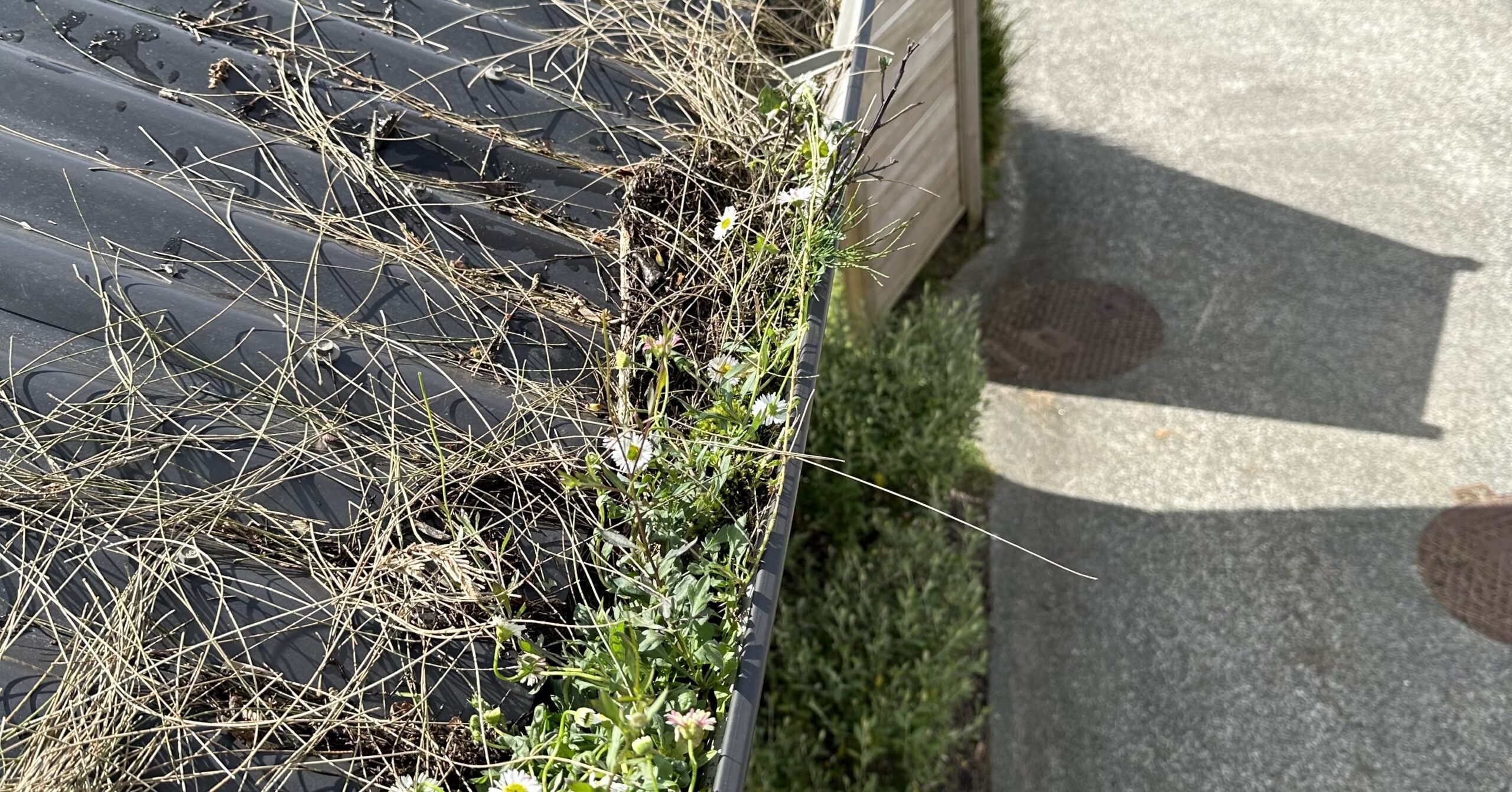 Gutter channel heavily clogged with debris, soil, pine needles, and weeds before cleaning